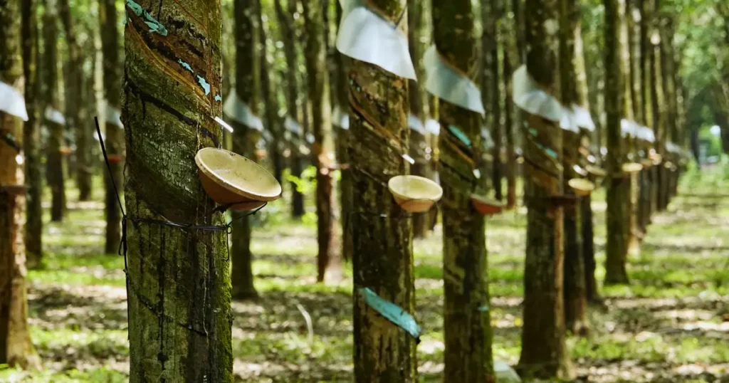 Natural Rubber